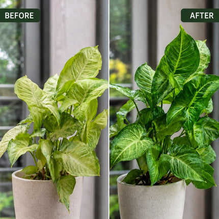 OrgAyushi Plant Nutrition Spray