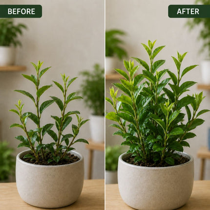 OrgAyushi Plant Nutrition Spray