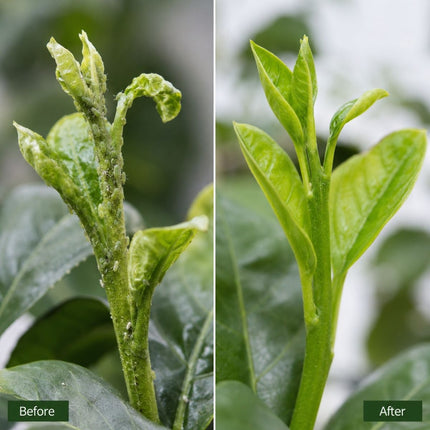 Side-by-side comparison of a plant before and after treatment, showing healthy green leaves.