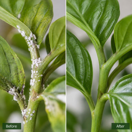 OrgAyushi Plant Protector Spray