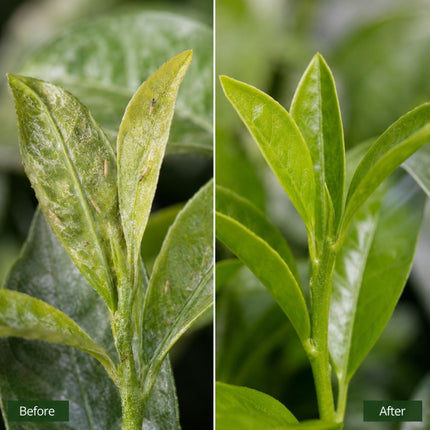 Side-by-side comparison of a leaf before and after treatment, with 'Before' on the left and 'After' on the right.