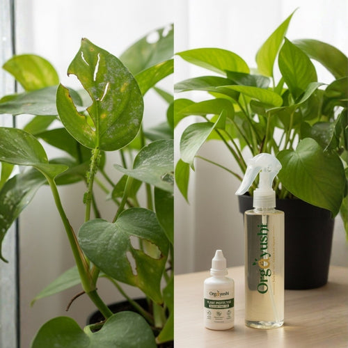Plant Protector — Natural Insect Spray for Plants
